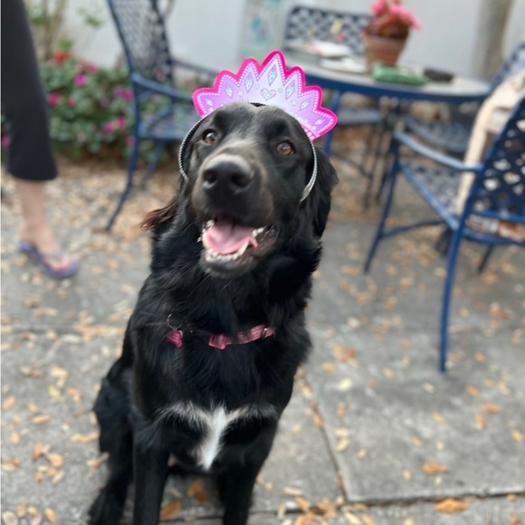 Pics and a little about me🌷VET BILLS ARE PILING UP! MAKE OFFERS PLEASE!🙏🏼🙏🏼🙏🏼 - Picture 16 of 16